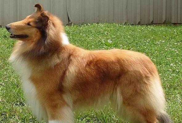 幼犬成长特征与科学培养方法,打造健康快乐宠物犬 幼犬成长特征与科学培养方法,打造健康快乐宠物犬