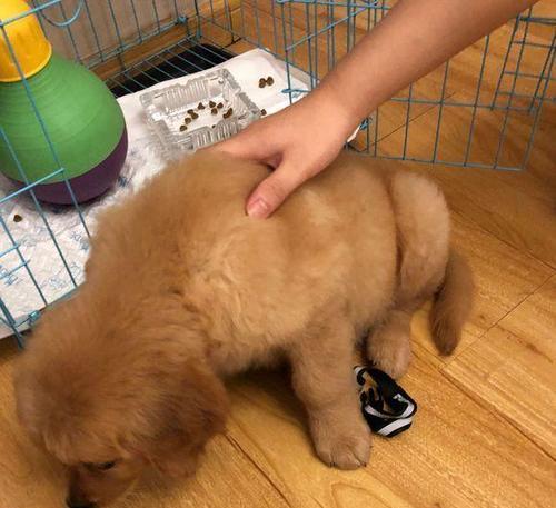 金毛尿液呈白色原因解析，尿液颜色与健康关系揭秘