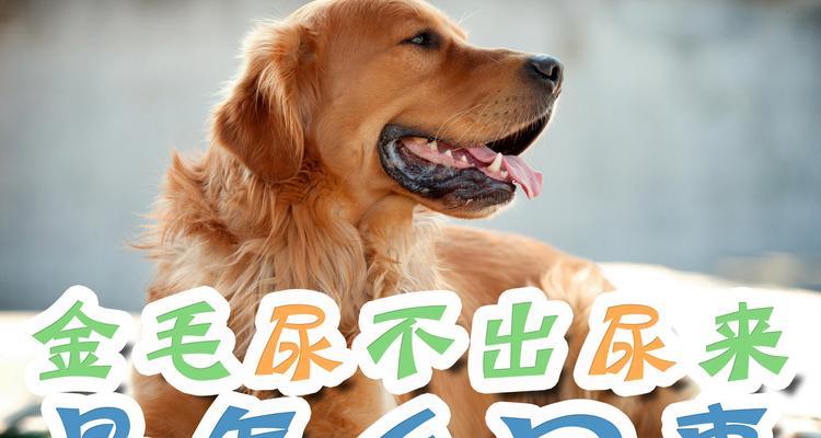 金毛尿液呈白色原因解析，尿液颜色与健康关系揭秘