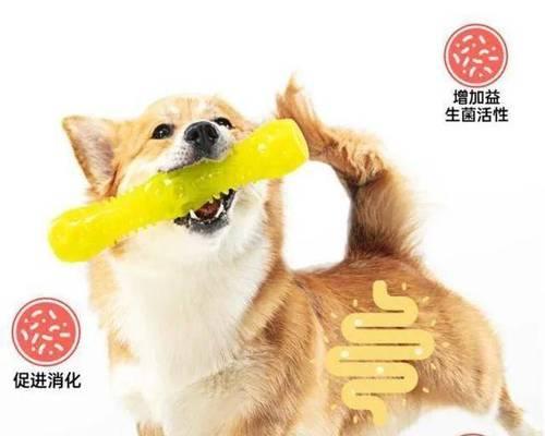 金毛成犬饮食营养指南：健康喂养要点与注意事项