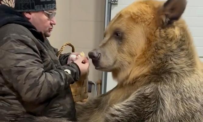 黑熊与金丝熊杂交现象解析:后代特征与生态影响探讨 黑熊与金丝熊杂交现象解析:后代特征与生态影响探讨