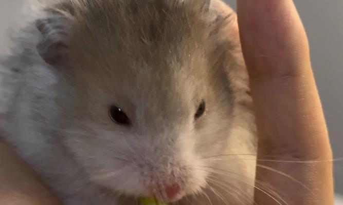 黑熊与金丝熊杂交现象解析:后代特征与生态影响探讨 黑熊与金丝熊杂交现象解析:后代特征与生态影响探讨