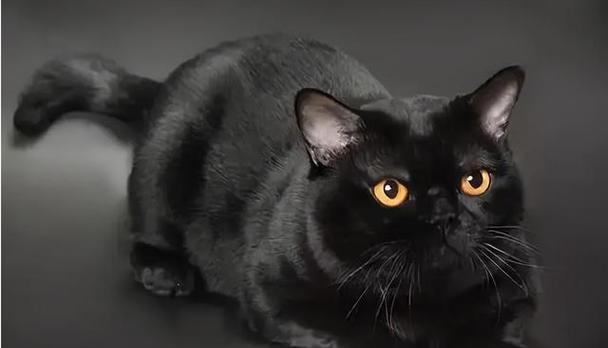 猫眼黑色奥秘解析:夜视能力、遗传基因与保护作用 猫眼黑色奥秘解析:夜视能力、遗传基因与保护作用