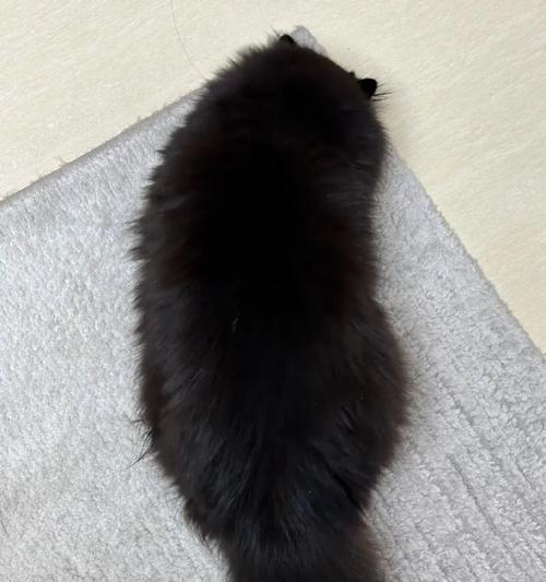 猫眼黑色奥秘解析:夜视能力、遗传基因与保护作用 猫眼黑色奥秘解析:夜视能力、遗传基因与保护作用