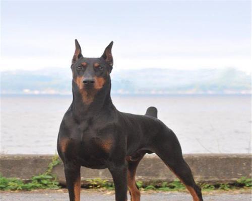 罗威纳犬裁耳争议解析:美观传统与动物福利如何权衡 罗威纳犬裁耳争议解析:美观传统与动物福利如何权衡