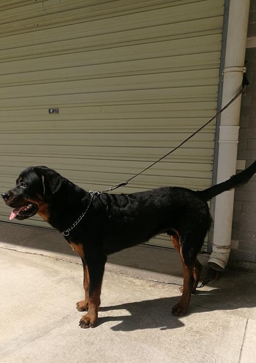 罗威纳犬裁耳争议解析:美观传统与动物福利如何权衡 罗威纳犬裁耳争议解析:美观传统与动物福利如何权衡