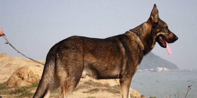 军犬在军队中的关键作用与多样化犬种解析 军犬在军队中的关键作用与多样化犬种解析