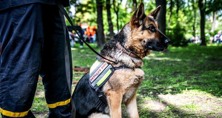 军犬在军队中的关键作用与多样化犬种解析 军犬在军队中的关键作用与多样化犬种解析