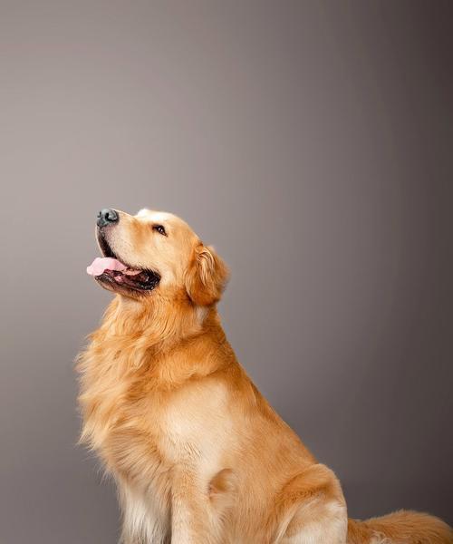 金毛犬爱吃的水果清单与营养指南，为爱犬健康加分