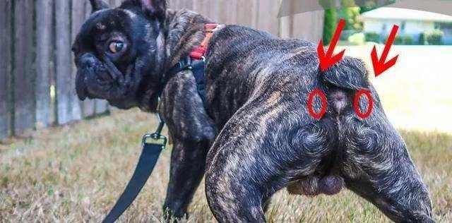 狗狗脱肛原因与预防方法详解，守护爱犬肠道健康