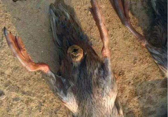 狗狗脱肛原因与预防方法详解，守护爱犬肠道健康