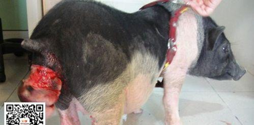 狗狗脱肛原因与预防方法详解，守护爱犬肠道健康