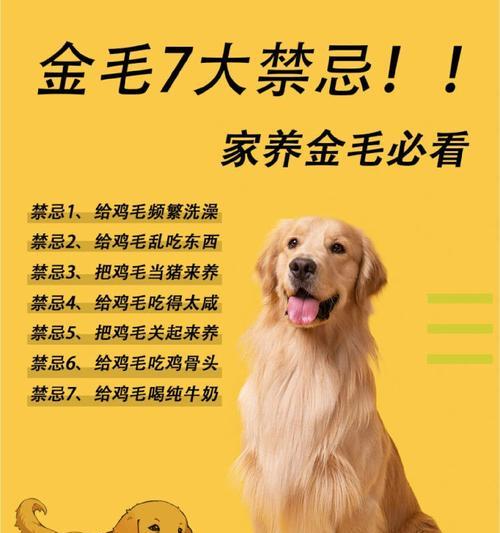 金毛幼犬饮食指南：营养均衡与健康成长关键要点