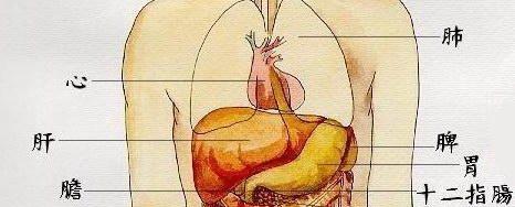 猫肝脏位置与功能全解析,守护宠物健康的关键器官 猫肝脏位置与功能全解析,守护宠物健康的关键器官