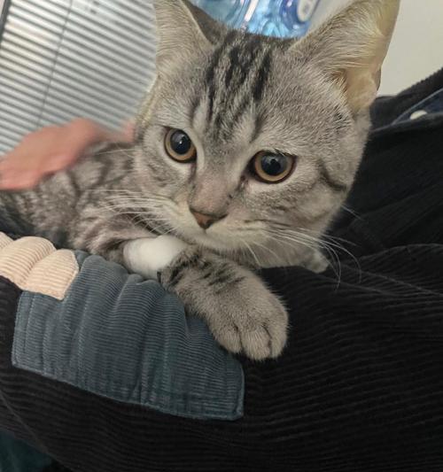 猫肝脏位置与功能全解析,守护宠物健康的关键器官 猫肝脏位置与功能全解析,守护宠物健康的关键器官