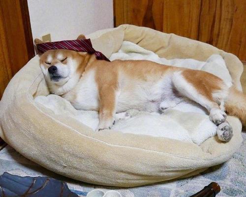 狗酒精中毒的危害症状与紧急处理措施指南