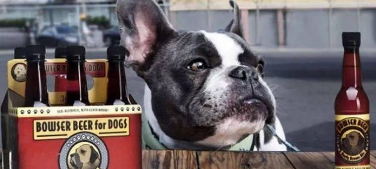 狗酒精中毒的危害症状与紧急处理措施指南