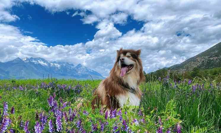 阿拉斯加成犬狗粮挑选指南:营养需求与品牌推荐 阿拉斯加成犬狗粮挑选指南:营养需求与品牌推荐