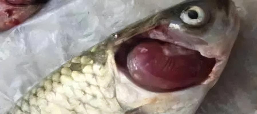 鱼类常见疾病症状识别与防治方法全解析，守护鱼儿健康