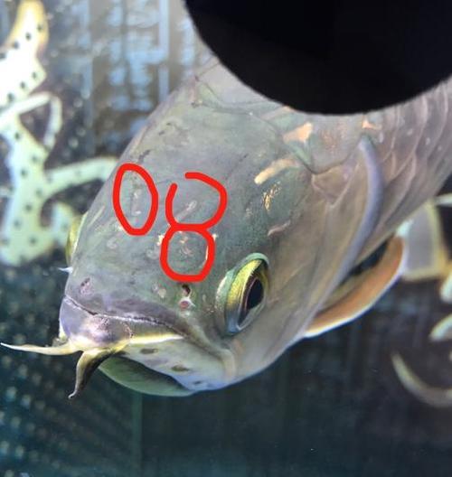 鱼类常见疾病症状识别与防治方法全解析，守护鱼儿健康