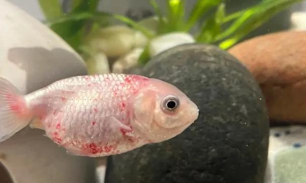 鱼类常见疾病症状识别与防治方法全解析，守护鱼儿健康