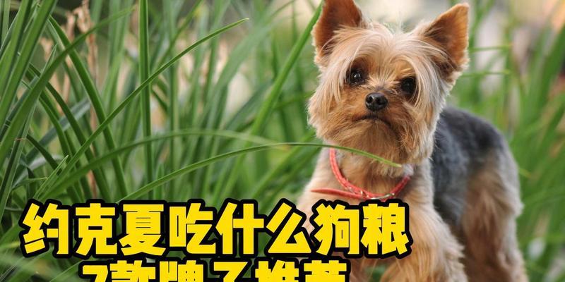 约克夏犬健康饮食指南与喂养注意事项