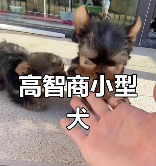 约克夏犬健康饮食指南与喂养注意事项