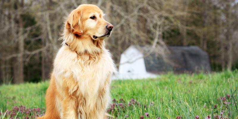 天生具备战斗能力的犬种盘点：性格特点与护卫本能解析