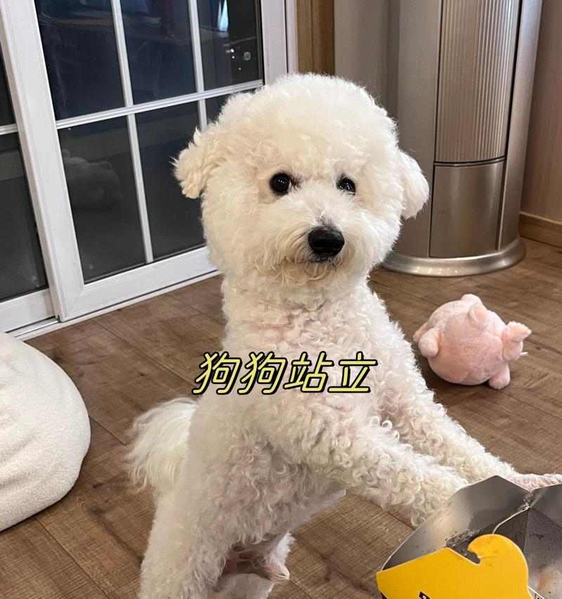 天生具备战斗能力的犬种盘点：性格特点与护卫本能解析