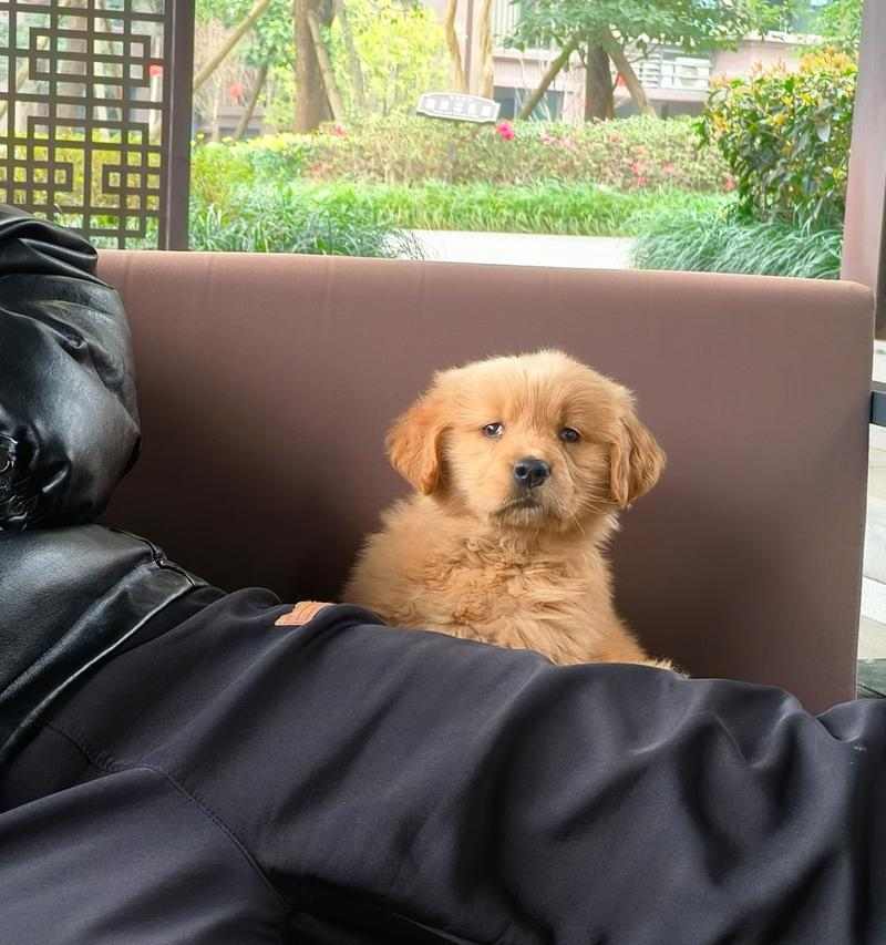 金毛宝宝天使期的纯真可爱与成长特质解析 金毛宝宝天使期的纯真可爱与成长特质解析