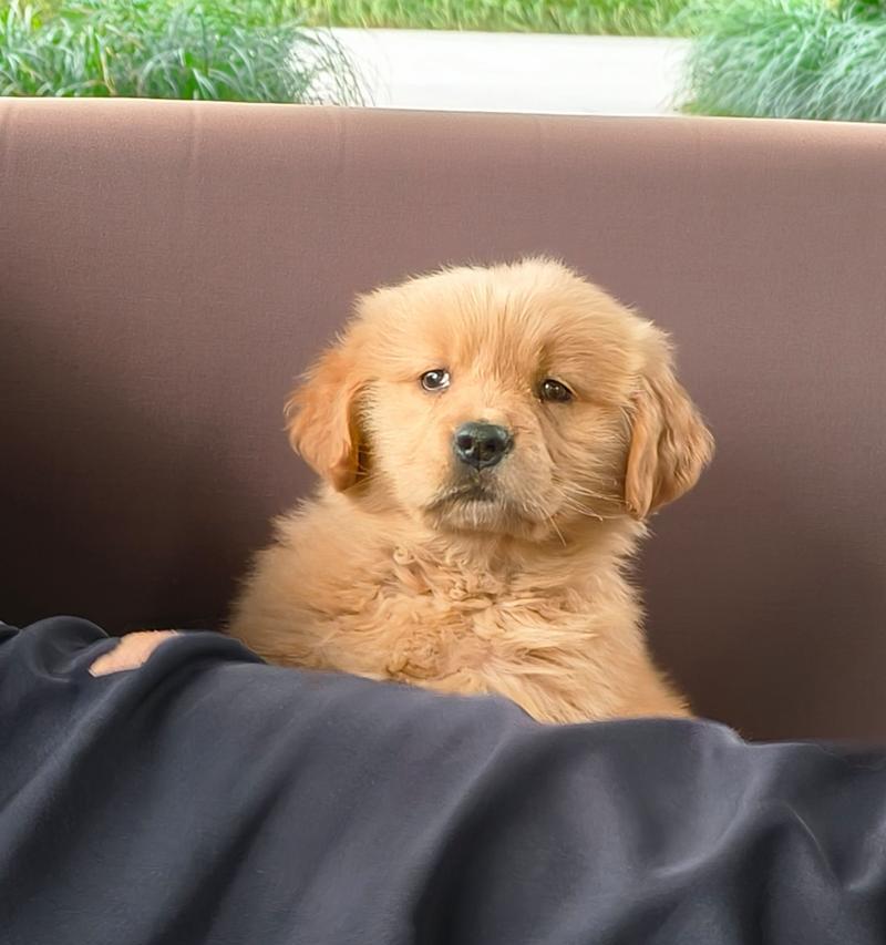 金毛宝宝天使期的纯真可爱与成长特质解析 金毛宝宝天使期的纯真可爱与成长特质解析