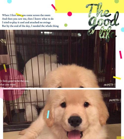 金毛宝宝天使期的纯真可爱与成长特质解析 金毛宝宝天使期的纯真可爱与成长特质解析