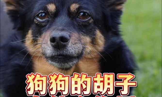 解密狗胡须四根背后的奥秘：不止是装饰，更是感知世界的钥匙