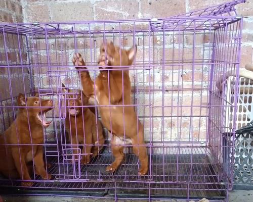 解密狗胡须四根背后的奥秘：不止是装饰，更是感知世界的钥匙