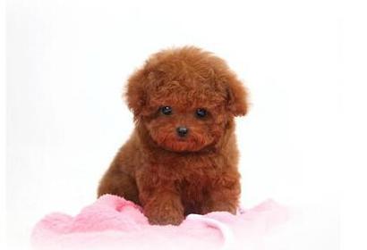 母泰迪犬繁殖全流程指南:从发情判断到产后护理详解 母泰迪犬繁殖全流程指南:从发情判断到产后护理详解