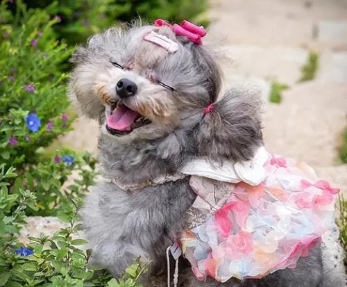 母泰迪犬繁殖全流程指南:从发情判断到产后护理详解 母泰迪犬繁殖全流程指南:从发情判断到产后护理详解