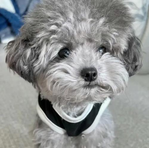 母泰迪犬繁殖全流程指南:从发情判断到产后护理详解 母泰迪犬繁殖全流程指南:从发情判断到产后护理详解