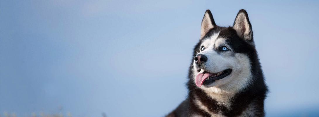 哈士奇毛发浓密原因解析：遗传基因与环境因素如何塑造独特被毛