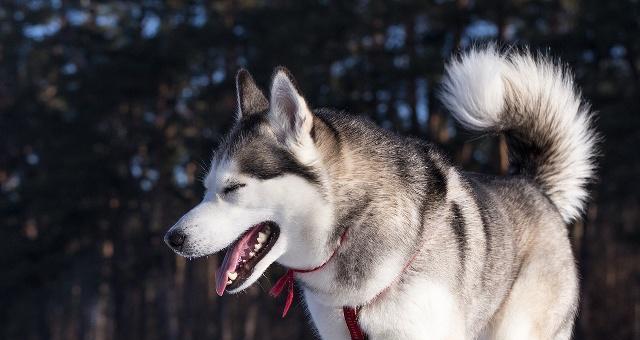 哈士奇毛发浓密原因解析：遗传基因与环境因素如何塑造独特被毛