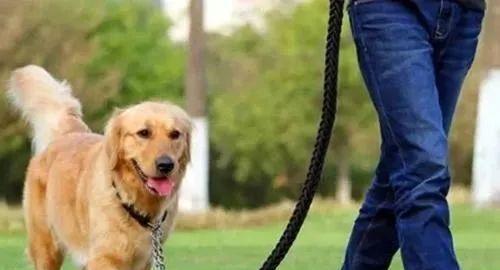 建立健康狗主关系的15个核心管理方法与技巧 建立健康狗主关系的15个核心管理方法与技巧