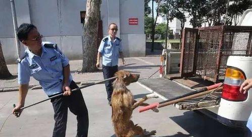 建立健康狗主关系的15个核心管理方法与技巧 建立健康狗主关系的15个核心管理方法与技巧