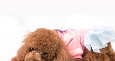 泰迪腿部摔伤后的科学用药与护理指南,促进快速康复 泰迪腿部摔伤后的科学用药与护理指南,促进快速康复