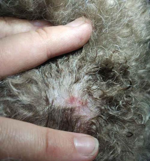 泰迪腿部摔伤后的科学用药与护理指南,促进快速康复 泰迪腿部摔伤后的科学用药与护理指南,促进快速康复