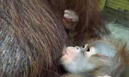 八哥犬断奶与渐进式喂养指南,守护幼犬健康成长 八哥犬断奶与渐进式喂养指南,守护幼犬健康成长