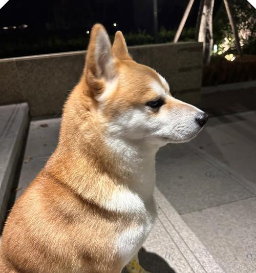 乖巧可爱小型犬品种推荐，聪明伴侣犬如何选择