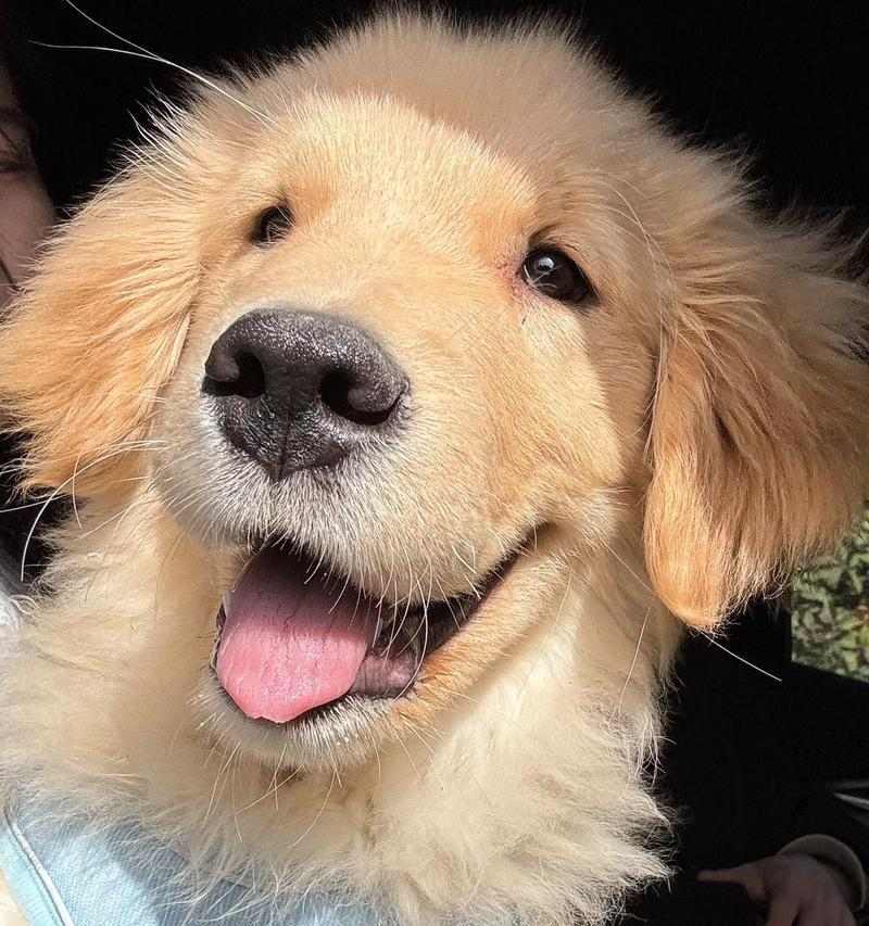 乖巧可爱小型犬品种推荐，聪明伴侣犬如何选择