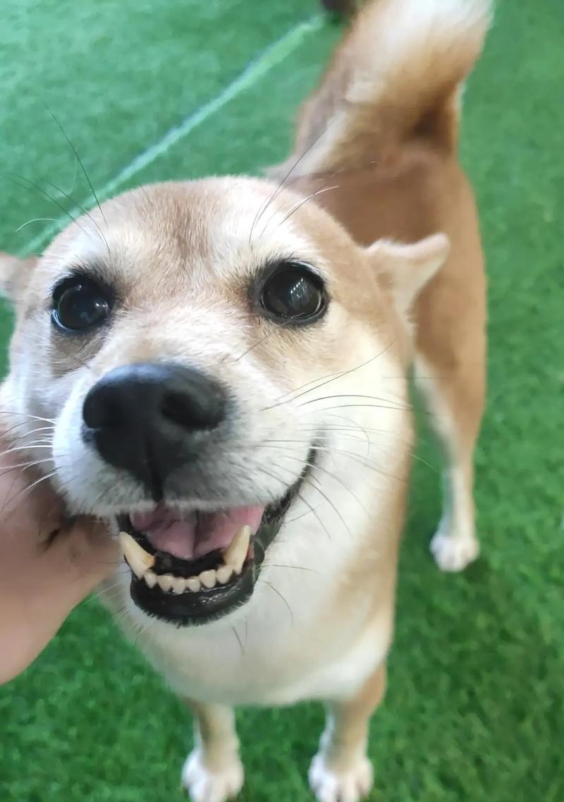 乖巧可爱小型犬品种推荐，聪明伴侣犬如何选择