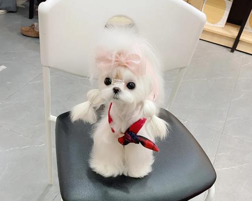 马尔济斯沐浴液选购指南：温和清洁与毛发护理要点解析