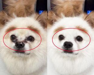 泰迪犬流泪原因解析与常用药物治疗方法指南 泰迪犬流泪原因解析与常用药物治疗方法指南