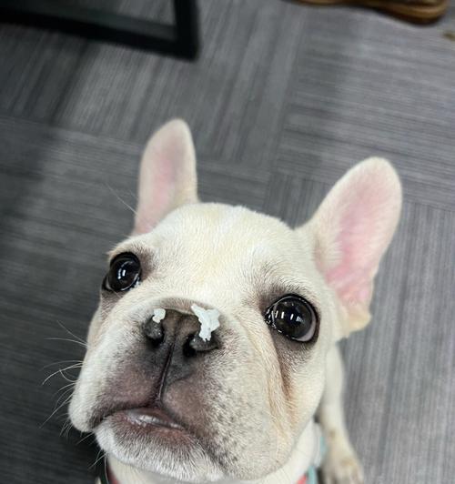 法斗断尾现象深度分析：健康风险、伦理争议与解决路径